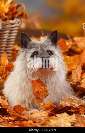 Cairn Terrier, 14 ans, feuillage d'automne Banque D'Images