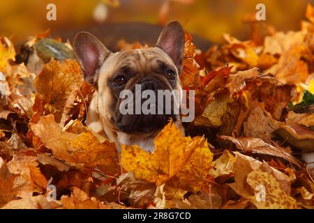 Chien de taureau français, mâle, feuilles d'automne, caché Banque D'Images