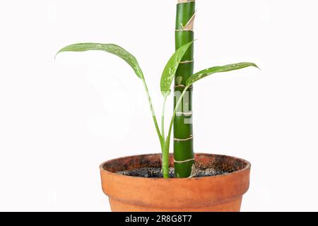 Usine de Dieffenbachia, plante de maison dans un pot sur fond blanc Banque D'Images