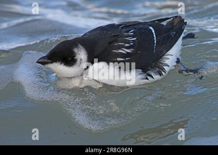 Little Auk (Alle Alle) gros plan d'un adulte en mer Eccles-on-Sea, Norfolk, Royaume-Uni. Octobre Banque D'Images