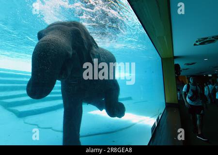 Chonburi. 21st juin 2023. Les touristes regardent un éléphant plonger au zoo ouvert de Khao Kheow dans la province de Chonburi en Thaïlande, au 21 juin 2023. Credit: Rachen Sageamsak/Xinhua/Alay Live News Banque D'Images