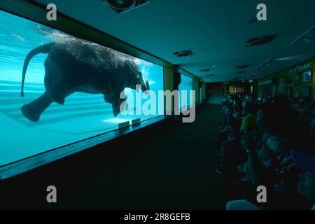 Chonburi. 21st juin 2023. Les touristes regardent un éléphant plonger au zoo ouvert de Khao Kheow dans la province de Chonburi en Thaïlande, au 21 juin 2023. Credit: Rachen Sageamsak/Xinhua/Alay Live News Banque D'Images