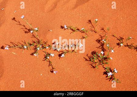 Floraison du désert, Arabie Saoudite Banque D'Images