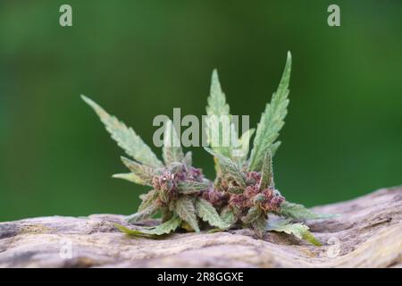 Gros plan de la plante florale de cannabis sur le bois Banque D'Images