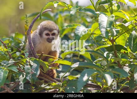 Portrait du singe écureuil (Saimiri) dans la canopée de la forêt amazonienne, parc national Yasuni, Équateur. Banque D'Images