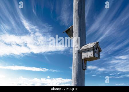 Maisons d'oiseaux montées sur un poteau téléphonique en bois sous un ciel bleu profond dans Rocky View Count Alberta Canada. Banque D'Images