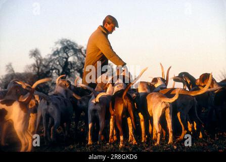 Chasse au renard, chasse au duc de Beaufort. Exercice de chien du matin dans un parc avec huntsman Charles Wheeler qui est le premier à être présent avant une journée de chasse. Badminton, Gloucestershire, Angleterre vers novembre 1996. 1990S ROYAUME-UNI HOMER SYKES Banque D'Images