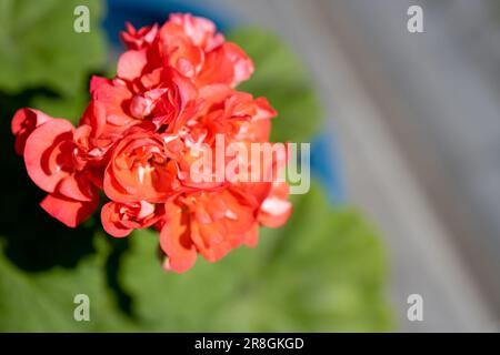 Jardin rouge géranium fleurs cloche-up. Fleurs roses. Banque D'Images