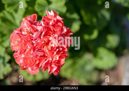 Jardin rouge géranium fleurs cloche-up. Fleurs roses. Banque D'Images