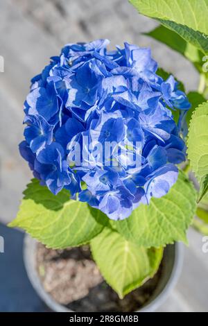 Vue rapprochée de l'hydrange bleu. Fleurs bleues Banque D'Images