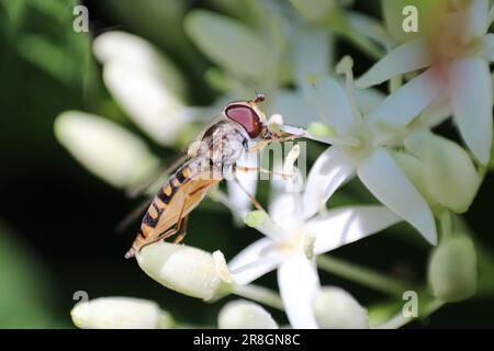 La marmelade survole quelques petites fleurs blanches et rassemble du pollen Banque D'Images