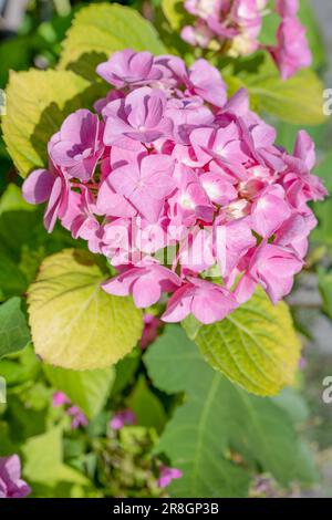 Vue rapprochée de l'hydrange rose. Fleurs roses Banque D'Images