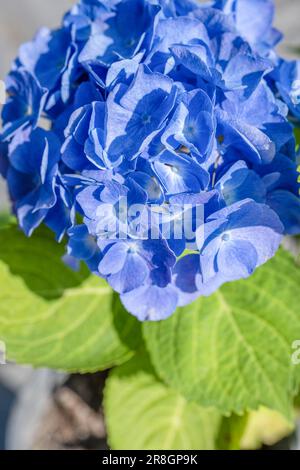 Vue rapprochée de l'hydrange bleu. Fleurs bleues Banque D'Images