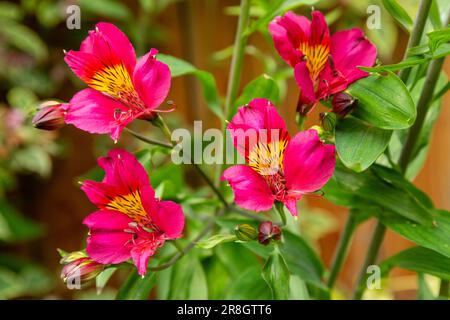 Fleurs d'Alstroemeria colorées orange/rouge, communément appelées nénuphars ou nénuphars des Incas Banque D'Images