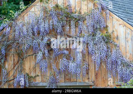 Close up of purple fleurs de glycine dans jardin Banque D'Images