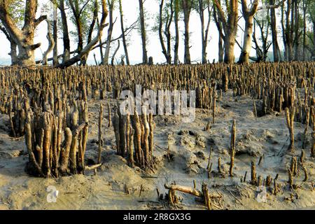 Mangroves, parc national de Sundarbans, Bangladesh Banque D'Images