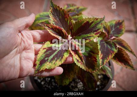 Coleus Blumei Plectranthus scutellarioides. Nom de la variété végétale combat. Coleus laisse à la main en gros plan. Banque D'Images