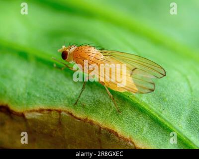 Mouche des fruits tropicaux Drosophila Diptera parasite insecte parasite sur macro légume Banque D'Images