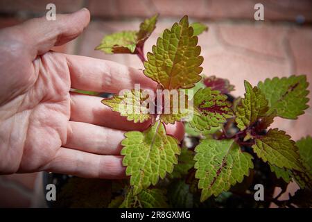 Coleus Blumei Plectranthus scutellarioides. Nom de la variété végétale Spicy. Coleus laisse à la main en gros plan. Banque D'Images