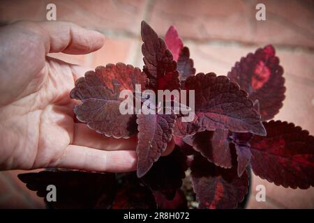Coleus Blumei Plectranthus scutellarioides. Nom de la variété de plantes MorganleFay. Coleus laisse à la main en gros plan. Banque D'Images