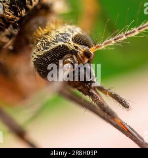 Microscopie à fort grossissement de la malaria infecté Mosquito. Leishmaniose, encéphalite, fièvre jaune, dengue, maladie du paludisme, Mayaro ou virus Zika I Banque D'Images