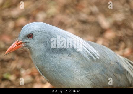 Le Kagu un oiseau sans vol, Nouvelle-Calédonie, Océan Pacifique, Mélanésie Banque D'Images