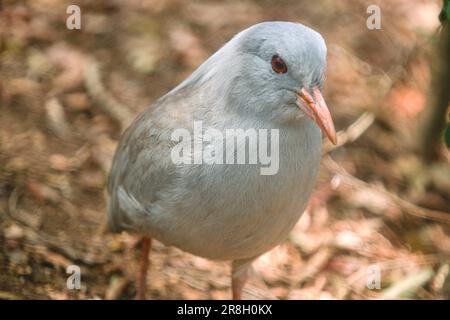 Le Kagu un oiseau sans vol, Nouvelle-Calédonie, Océan Pacifique, Mélanésie Banque D'Images