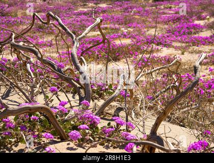 Desert Sand Verbena au parc national du désert d'Anza Borrego, Californie Banque D'Images