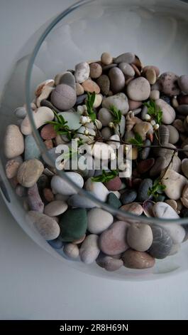 Fleurs non ouvertes sur une branche déchirée à l'intérieur d'une sphère de verre fermée avec des pierres comme symbole de la protection de l'environnement Banque D'Images