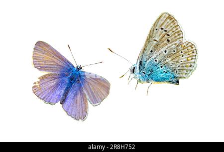 lycaenidae papillon isolé sur blanc Banque D'Images