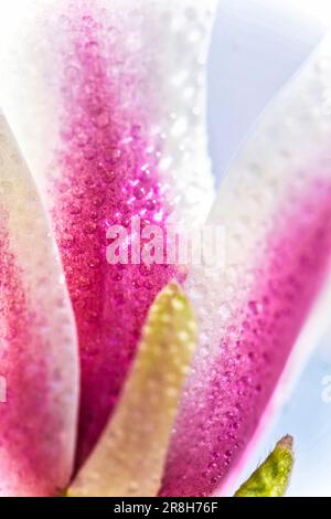 Un gros plan vibrant d'une seule fleur avec des gouttelettes d'eau étincelantes ornant ses pétales Banque D'Images