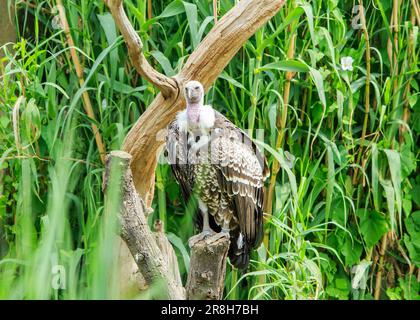 Le vautour griffon de Rüppell est perché sur un grand arbre, sur un fond naturel et verdoyant de végétation Banque D'Images