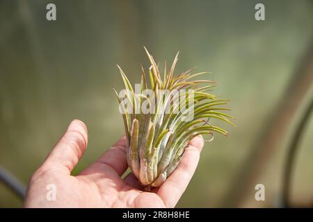 Tillandsia dans la main d'une femme. Belle lumière douce du soleil Banque D'Images