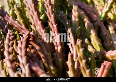 Plante succulente Banque D'Images