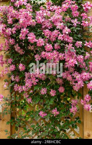 Clematis Montana « Broughton Star » Banque D'Images