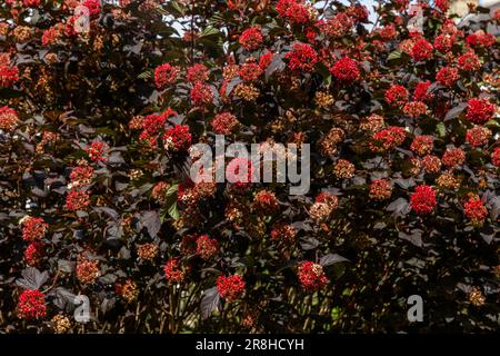 Physocarpus Opulifolius 'Diabolo' (Nineaboik) en été. Les fleurs blanches crémeuses se sont transformées en têtes de semis rouges. Banque D'Images