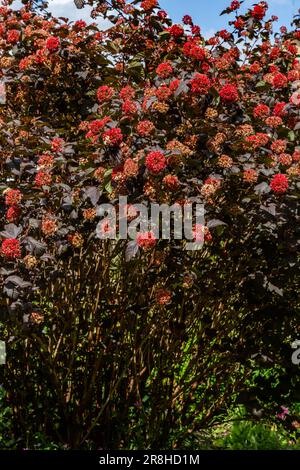 Physocarpus Opulifolius 'Diabolo' (Nineaboik) en été. Les fleurs blanches crémeuses se sont transformées en têtes de semis rouges. Banque D'Images