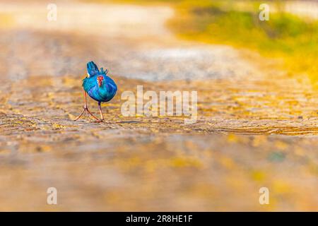 Un Swamphen violet au sol Banque D'Images