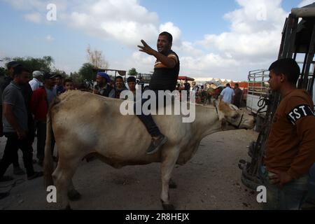 Khan Yunis, Gaza. 21st juin 2023. Un homme réagit alors qu'il monte une vache sur un marché du bétail, alors que les Palestiniens se préparent mercredi à la prochaine fête musulmane d'Eid al-Adha à Khan Yunis, dans le sud de la bande de Gaza, le 21 juin 2023. Les musulmans du monde entier célèbrent Eid al-Adha (Fête du sacrifice) en abattant des moutons, des chèvres, des vaches et des chameaux, en commémoration de la volonté du prophète Abraham de sacrifier son fils Ismail sur le commandement de Dieu. Photo par Ismael Mohamad/UPI crédit: UPI/Alay Live News Banque D'Images