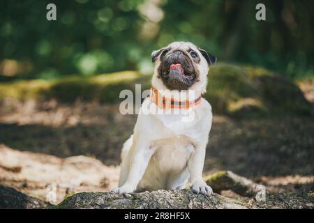 Le chien PUG se repose sur un tronc d'arbre. PUG marchant dans la forêt Banque D'Images