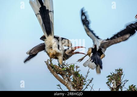 Combat de deux Hornbill à bec rouge du Sud dans le parc national Kruger, Afrique du Sud ; famille de espèces Tockus rufirostris de Bucerotidae Banque D'Images