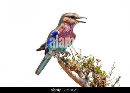 Lilac breasted roller isolé en fond blanc dans le parc national Kruger, Afrique du Sud ; Espèce Coracias caudatus famille de Coraciidae Banque D'Images