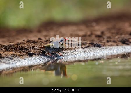 Un couple de Pytilia ailées de verdure buvant au trou d'eau du parc national Kruger, Afrique du Sud ; famille de espèces Pytilia melba d'Estrildidae Banque D'Images