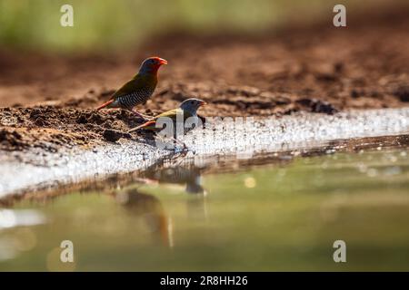 Un couple de Pytilia ailées de verdure buvant au trou d'eau du parc national Kruger, Afrique du Sud ; famille de espèces Pytilia melba d'Estrildidae Banque D'Images