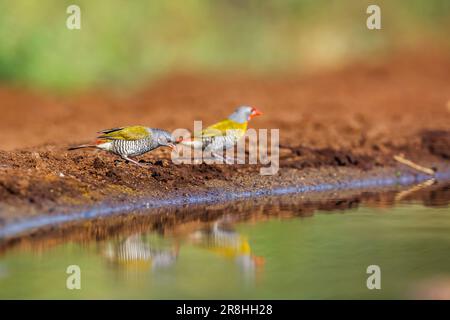 Un couple de Pytilia ailées de verdure buvant au trou d'eau du parc national Kruger, Afrique du Sud ; famille de espèces Pytilia melba d'Estrildidae Banque D'Images