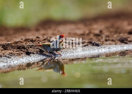 Un couple de Pytilia ailées de verdure buvant au trou d'eau du parc national Kruger, Afrique du Sud ; famille de espèces Pytilia melba d'Estrildidae Banque D'Images