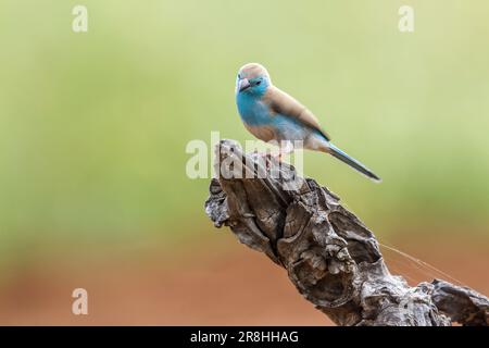 Blue-breasted Cordonbleu dans Kruger National Park, Afrique du Sud ; Espèce Uraeginthus angolensis famille des Estrildidae Banque D'Images