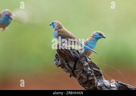 Cordonbleu croisé sur une bûche dans le parc national Kruger, Afrique du Sud ; famille de espèces Uraeginthus angolensis d'Estrildidae Banque D'Images