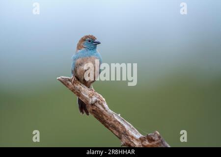 Cordonbleu croisé sur une branche isolée en arrière-plan naturel dans le parc national Kruger, Afrique du Sud ; espèce Uraeginthus angolensis fa Banque D'Images