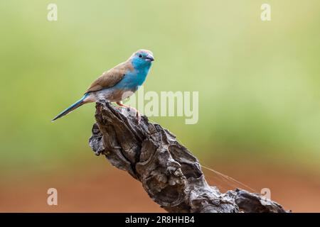 Blue-breasted Cordonbleu dans Kruger National Park, Afrique du Sud ; Espèce Uraeginthus angolensis famille des Estrildidae Banque D'Images